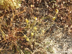Sanguisorba verrucosa