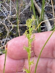 Prasophyllum gracile