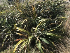 Phormium cookianum hookeri