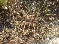 Jasione sessiliflora
