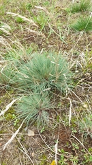 Corynephorus canescens