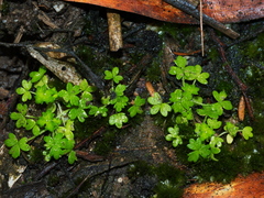 Hydrocotyle foveolata