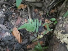 Christella subpubescens