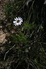 Ursinia pilifera
