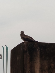 Milvus migrans