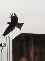 Milvus migrans