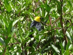 Chrysomus icterocephalus bogotensis