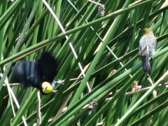 Chrysomus icterocephalus bogotensis