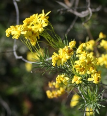 Euryops rehmannii