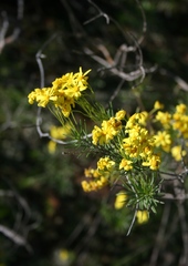 Euryops rehmannii