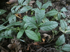 Tetrastigma leucostaphylum