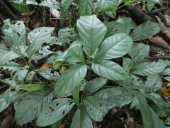 Tetrastigma leucostaphylum