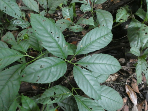 Tetrastigma leucostaphylum observed 2019-09-10