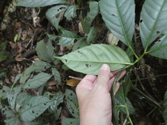 Tetrastigma leucostaphylum
