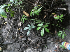 Tetrastigma leucostaphylum