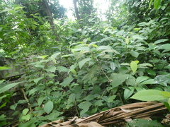 Callicarpa longifolia