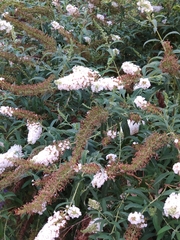 Buddleja davidii