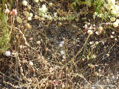 Sanguisorba verrucosa
