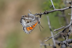 Phasis clavum clavum