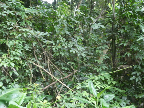 Tetrastigma leucostaphylum observed 2019-09-10