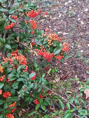 Pyracantha coccinea