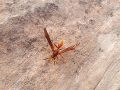 Polistes kaibabensis