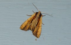 Apamea verbascoides