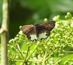 Tagiades ultra