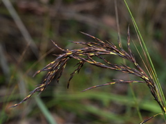 Gahnia radula