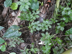 Gynostemma pentaphyllum