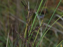 Gahnia radula