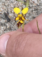 Diuris laxiflora