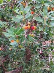 Arbutus unedo