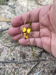 Diuris laxiflora