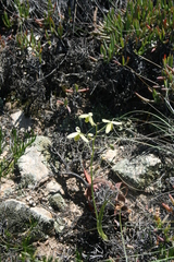 Albuca acuminata