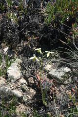 Albuca acuminata