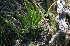 Tylecodon ventricosus