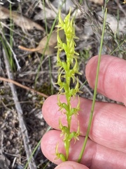 Prasophyllum gracile
