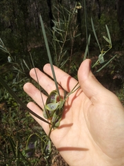 Acacia suaveolens