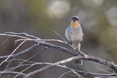 Pachycephala inornata