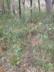 Acacia suaveolens