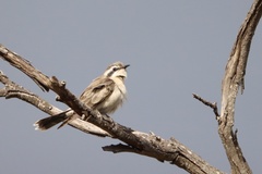 Chrysococcyx osculans