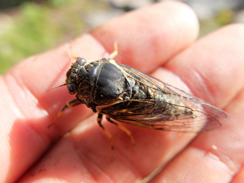 iNaturalist observation photo of Okanagana
