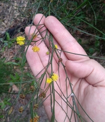 Acacia juncifolia