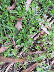 Opercularia ovata