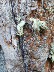 Ramalina baltica