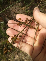Acacia juncifolia