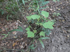 Macaranga griffithiana