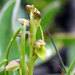 Chamorchis alpina - Photo (c) Dr. Peter Llewellyn, algunos derechos reservados (CC BY-NC), subido por Dr. Peter Llewellyn