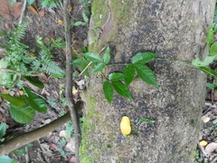 Tetrastigma curtisii